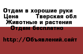 Отдам в хорошие руки › Цена ­ 10 - Тверская обл. Животные и растения » Отдам бесплатно   